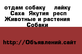 отдам собаку ,  лайку - Саха (Якутия) респ. Животные и растения » Собаки   